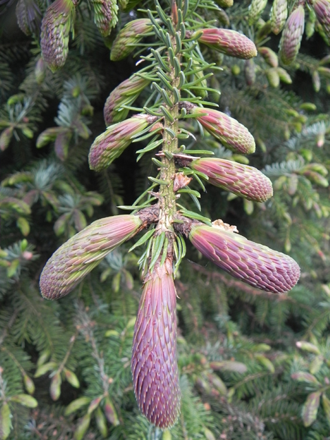 Picea omorika 'Roter Austrieb'